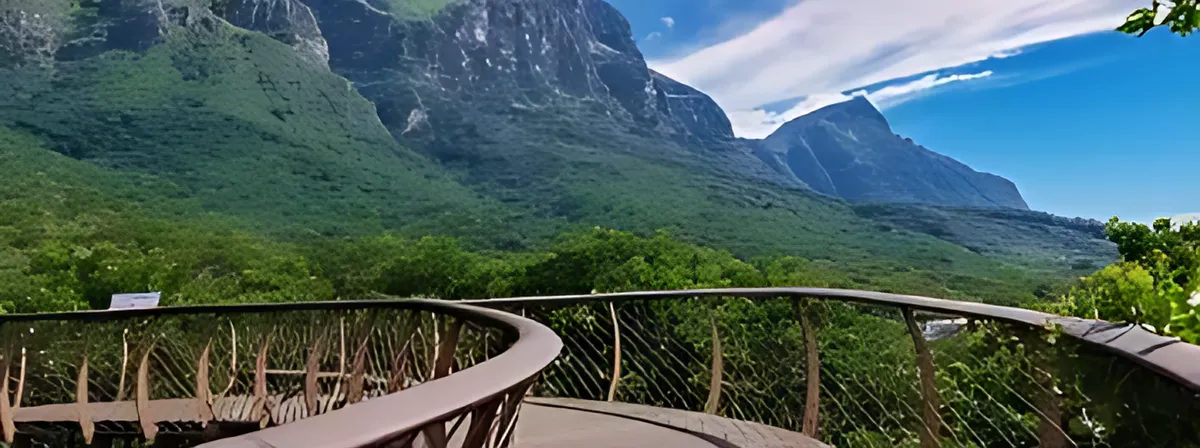 The Boomslang canopy walkway at Kirstenbosch