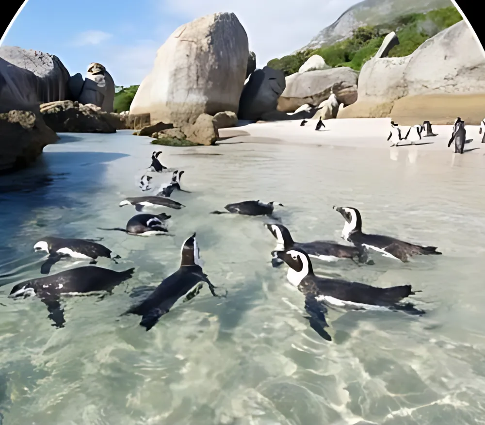African penguins at Boulders Beach