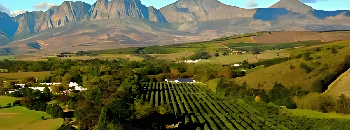 Vineyards below mountains in the Winelands